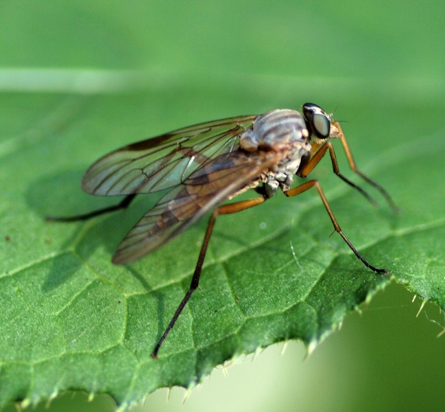 Rhagio sp. Diptera Rhagionidae